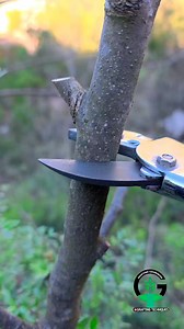 591K views · 1.1K reactions | Tree grafting techniques | Persimmon tree grafting | Grafting plants #persimmon #bushcraft #nature | Easy Grafting Techniques | Facebook