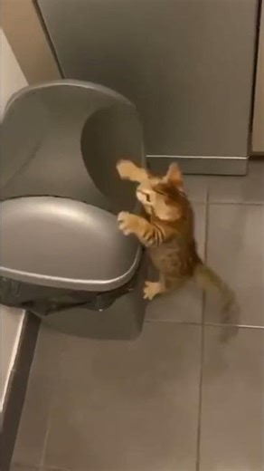 Cat Takes Out the Trash