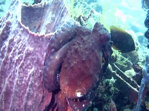 Common reef octopus (Octopus cyanea) changing color and shape