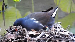 11K views · 1.1K reactions | Common moorhen nesting (Gallinula chloropus) Africa, Europe, Asia. | BIRDS & Nature | Facebook