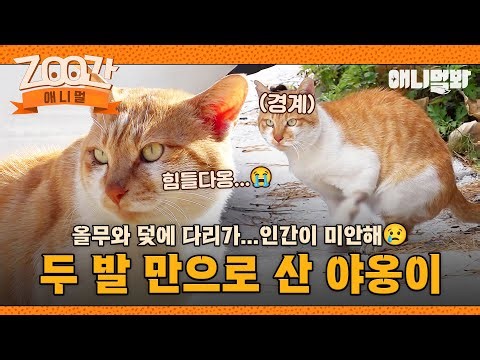 [#Zoo간애니멀] 귀여~운 애옹이에게 무슨 일이?! 두 다리에 의지하며 살아가는 치즈냥이의 이야기😭 I EP.1253 #TV동물농장 #AnimalFarm #애니멀봐