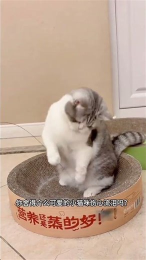 Dwarf Kitten's Playtime Adventure! 🐾🐱 CutePet TinyLegsFun KittyDebut MiniMeow