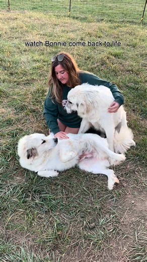 Bonnie is one of many animals that reside at my personal property. My home serves as an extension of Oinking Acres, less than one mile from the sanctuary. This is where our most vulnerable animals are housed. Bonnie has lived with me since the spring and has come so very far since the day Tanner pulled her from Hendricks County Animal Shelter. I first saw Bonnie in a post on a private shelter group on Facebook, she was a frightened and confused girl who had been picked up as a stray who went unc