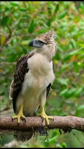 Philippine Eagle – The King of the Skies 🇵🇭🦅