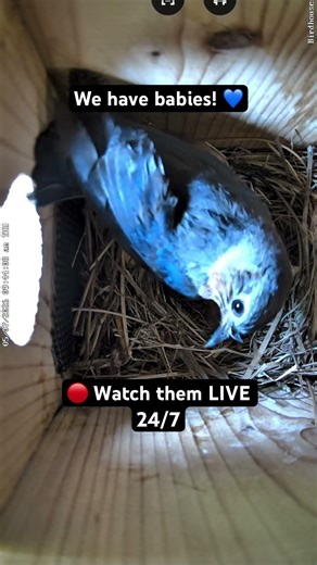 Mama is working hard with new mouths to feed! 🐣 #shorts