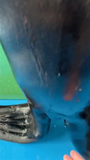 #seal #sealion #fyp #viral | seal