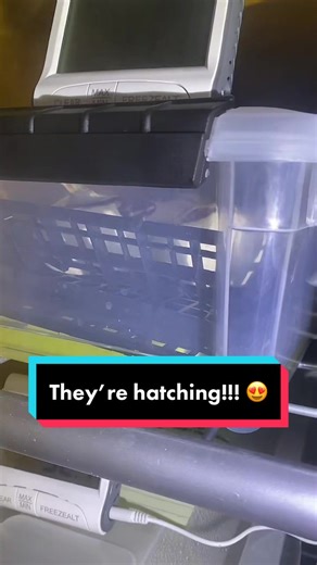 Baby Ball Python Hatching Excitement!