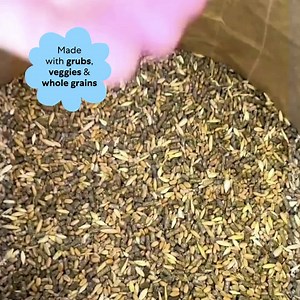 855 reactions · 119 shares | Unlike other layer feeds, Fresh Pecks is made with insect protein, vegetables & whole grains— foods they naturally love, rich with protein and calcium. ✅ Nutritious eggs ✅ Healthy yolks ✅ Strong feathers Subscribe to Fresh Pecks and save 10% every time. | Grubbly Farms | Facebook