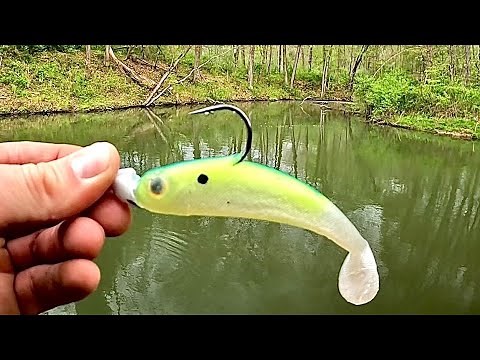How Many MUSKIES Can One TINY Creek Hold???