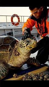 Giant Sea Turtle Covered In Barnacles Gets A Second Chance Satisfying Rescue Mission
