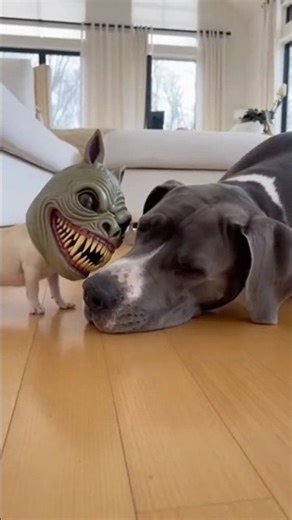 Chihuahua Monster Mask Prank Sends Great Dane Into Total Panic