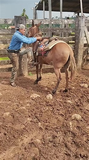 #vaqueiro #nelorebrasil #cavalosminhapaixao #cavallo #cavalo bixa ruim kkkk