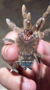 230K views · 4.9K reactions | Finding the strangest critters in west Texas, day 2  #herping #nature #wildlife #animals #bugs #creepycrawly #spider #creatures #exploring #desert #texas #reptile #snakes | Wild Attractions | Facebook