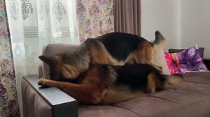 German shepherd drama female vs male edition