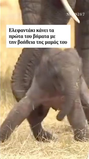 🐘 Νεογέννητο ελεφαντάκι κάνει τα πρώτα του βήματα