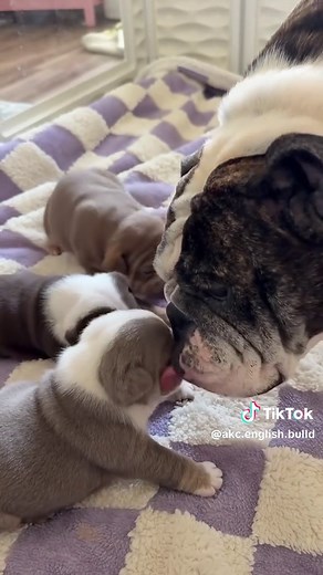 #EnglishBulldog #EnglishBulldogPuppy #BulldogPuppy #BulldogLife | english bulldogs