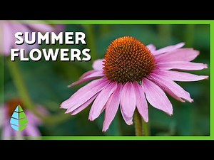 10 Summer Flowers 🌸☀️ | Add Color to Your Garden All Season Long
