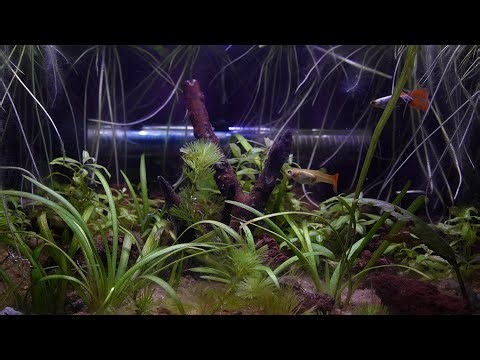 1 Hour LoFi Aquarium 🌊 | Relax, Study & Focus with Fish Tank Ambience