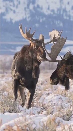 Moose vs Bear: The Real Alpha of Alaska! #wildlife #animals #nature