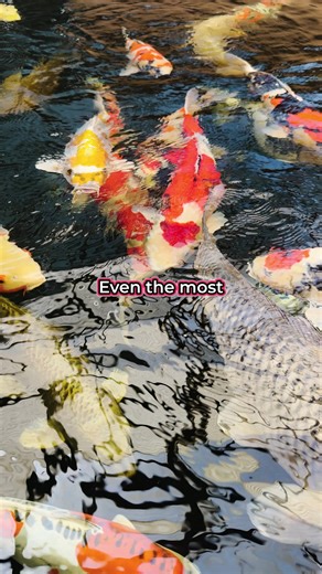 41K views · 678 reactions | Let’s talk koi care mistakes ❌ Overfeeding, rough handling, bad tank mates — don’t make these errors! #JapaneseKoi #ChampKoi #FishTok #KoiTok #KoiPond #KoiCare | Champion Nishikigoi | Facebook