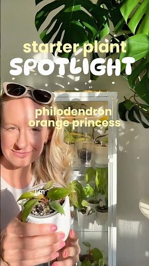 Starter Plant Spotlight: Philodendron Orange Princess 🍊