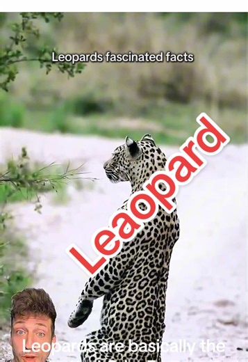 Leaopard facinating #wildlife #facts #leopard | leopard