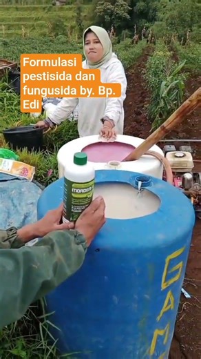 Formulasi Pestisida dan fungisida untuk pengaplikasian tanaman lombok oleh Bp.Edi #tanihebat #cabai