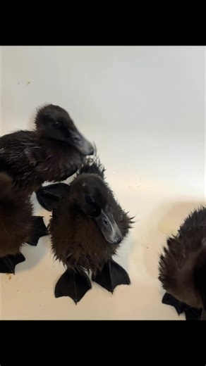 Bath time 🛀 with the quack pack #bathtime #cayugaducks #ducklings #babyducks #ducksoftiktok