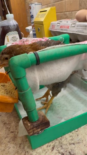 Meet Lola 💛🐥 Lola came to us just a few days ago after her owner noticed she was spending most of her time laying down and had begun to get picked on by the other chicks. Wanting to keep her safe, they made the hard but loving decision to get her some extra help. Her veterinary exam showed no injuries and no deformities — which makes her situation a bit of a mystery. For now, we’re giving her every chance to build strength by trying something new: a tiny chick-sized wheelchair, designed to gen