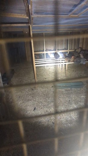 What Happened At The Chicken Coop?