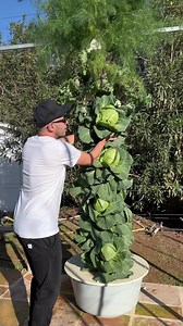 511K views · 10K reactions | Vertical farming with cabbage & fennel on an aeroponic tower #cabbage #fennel #soilless #verticalfarming #aeroponics #towergarden #farming #hydroponics #agriculture #horticulture | Agrotonomy Tower Farms | Facebook
