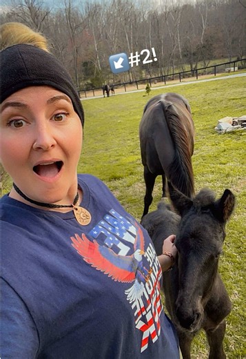 Friesian Foal Born at Iron Hills Farm!