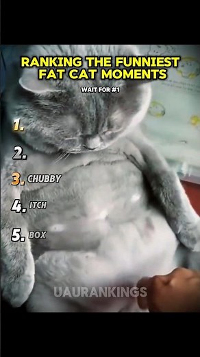 Ranking The Funniest Fat Cat Moments 😂🐱 #shorts