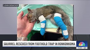 Long Island squirrel stuck in foothold trap