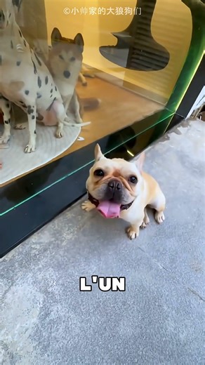 Cet homme a dormi dans la niche du chien 😯❤️