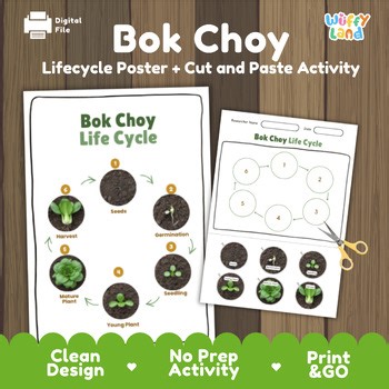 Bok Choy Life Cycle Activity Worksheet Plant Science Gardening Real Photos
