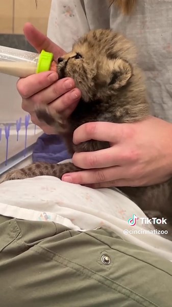 Meet sisters Zola and Lulu, the newest cheetah ambassadors at the Cincinnati Zoo! 😻 #cat #cheetah #babyanimals