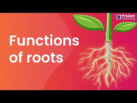 EVS | Biology | Functions of Roots | Prozen learning
