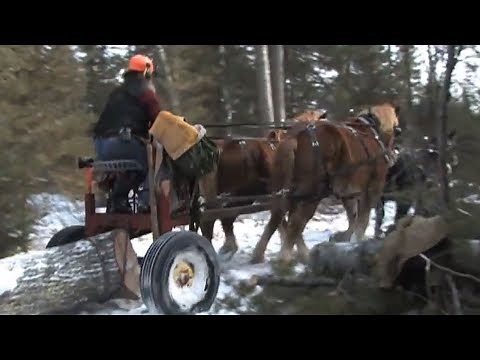 Horse Logging: Timber to Cabin Part 1