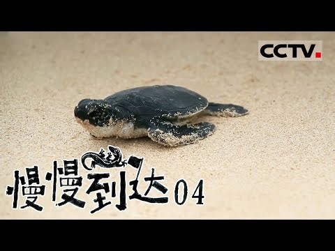 《慢慢到达》04 海南是慢慢旅行的最佳地点 这里有雨林溯溪 简直是徒步人的天堂【CCTV纪录】
