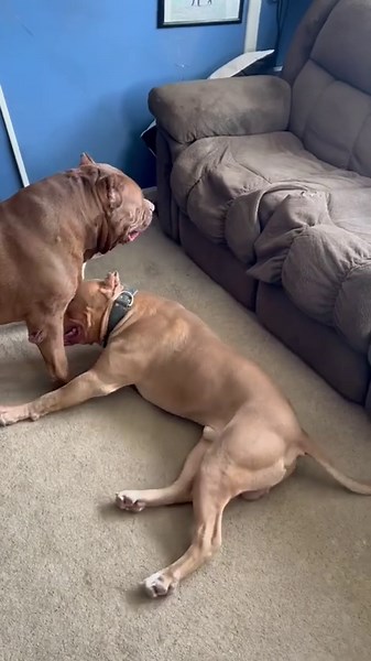 Pit bull bursts with wild energy as if fueled by excess caffeine
