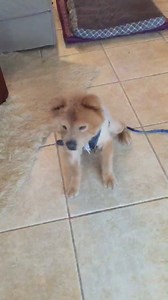 35 reactions · 6 comments | To the person that adopts Ching, he loves to "talk"! | Chow Chow Rescue Society | Facebook