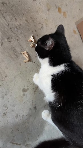 cindyphillips991 (@cindyphillips991)’s videos with original sound - cindyphillips991