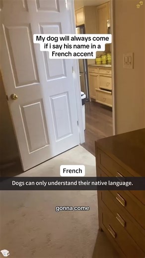 Understanding Dogs: Language and Communication Insights