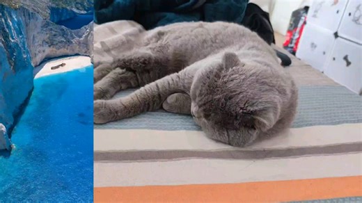 magisk面具刷入不兼容模块引起无法开机无需双清四清也不需要刷机