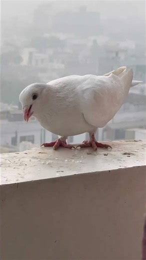 Pigeon food animal lover