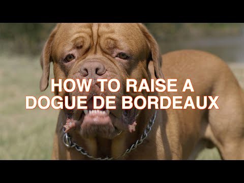 HOW TO RAISE A DOGUE DE BORDEAUX