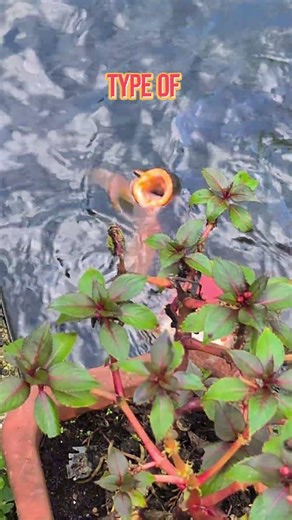 Japan Travel Memories | Feeding Colorful Koi Fish in a Peaceful Pond