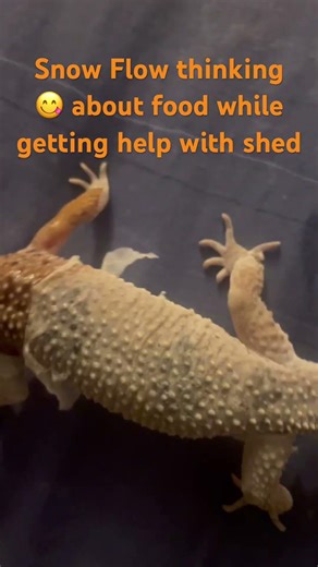 Snow Flow thinking 😋 about food while getting help with shed