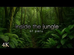Inside the Untouched Jungle: 1 Hour of Natural Sounds & Lush 4K Rainforest